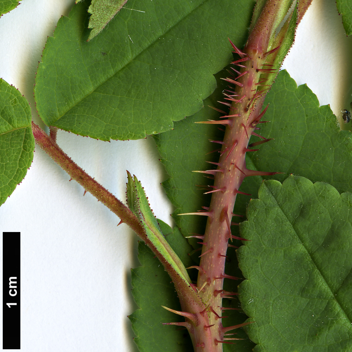 High resolution image: Family: Rosaceae - Genus: Rosa - Taxon: acicularis